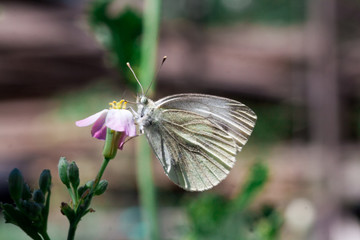 Wild meadow grass and butterfly in spring in nature macro