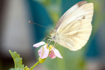 Wild meadow grass and butterfly in spring in nature macro