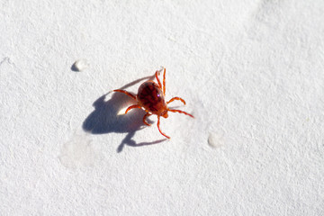 A dangerous parasite and infection carrier mite