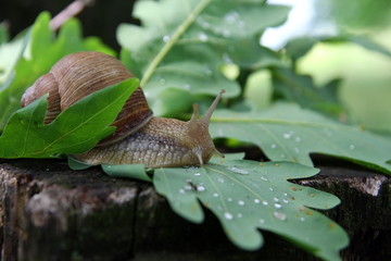 Красивая улитка