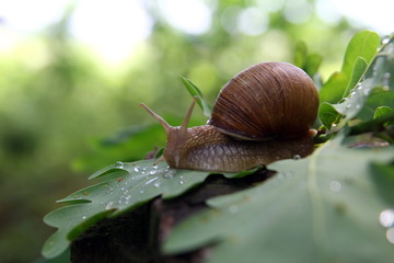 Красивая улитка