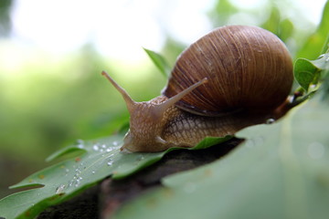 Красивая улитка