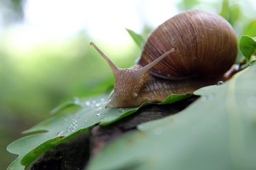 Красивая улитка