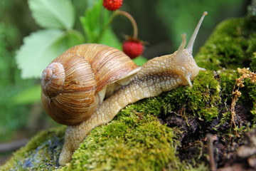 Красивая улитка