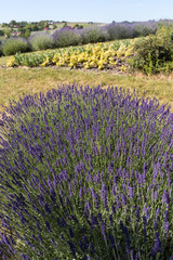 Naklejka premium Garden with the flourishing lavender