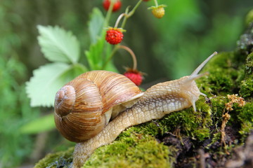 Красивая улитка