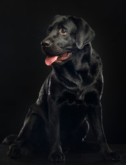 Labrador retriever Dog on Isolated Black Background in studio