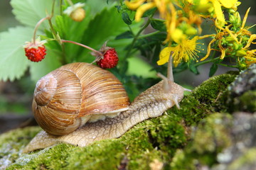 Красивая улитка