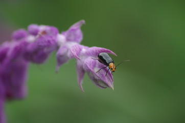 クロウリハムシ