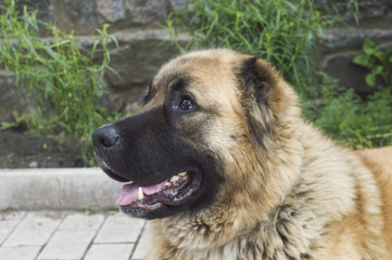 dog caucasian sheepdog two years old jpg