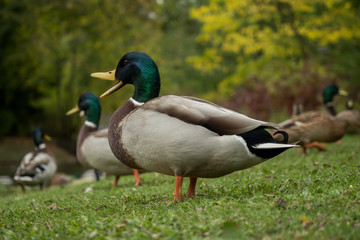 Many wild ducks out in the park