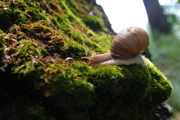 Красивая улитка