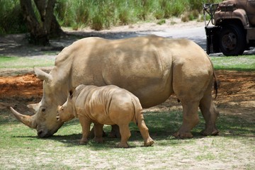 Fototapeta premium Rhino 
