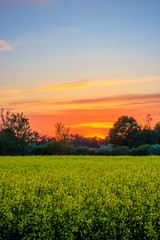 Obraz premium Sonnenuntergang über Raps