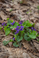 Spring nature common violet background. Viola Odorata flowers in the spring forest and water close up. Selective focus. Mayflower.