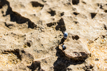 Two shells on a rocky or sandy beach