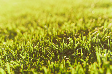 Close up vibrant spring green fresh golf grass, sunshine lawn. Nature texture, green background for wallpaper. Soft focus. Abstract. Soccer field or sports concept design.