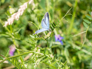 Faulbaum-Bläuling,Celastrina argiolus