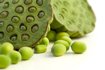 lotus seed close up