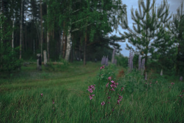 Pink flowers and country road in the village in the evening