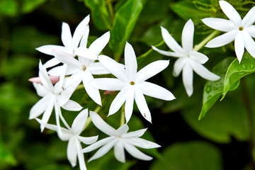 white star jasmine in the garden