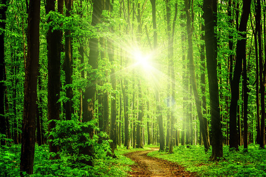 Fototapeta forest trees. nature green wood sunlight backgrounds. sky