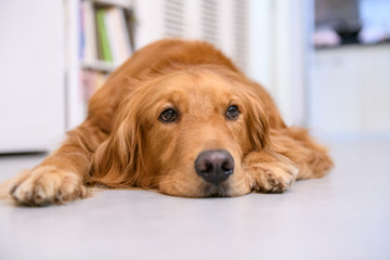 Cute golden retriever on the ground