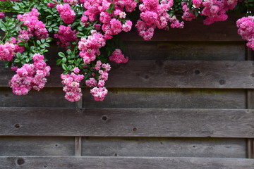 Fototapeta na wymiar Hängende Rosen an einem Gartenzaun