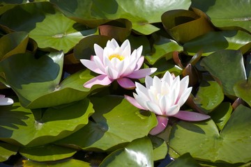 Water lilies specialize in life in ponds and lakes.They anchor themselves in the mud of the watered.As an aquatic plant, the water lily belongs to the hydrophytes and has some special adaptations.