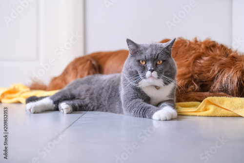 British Short Hair Cat And Golden Retriever Stock Photo And