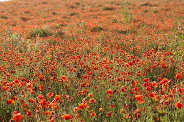 Field of red poppy flowers under the sun.