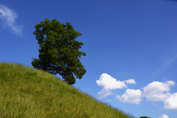 Obraz premium Beautiful oak tree on green hill in summer