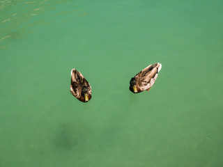little ducks in the Lake of Annecy, France