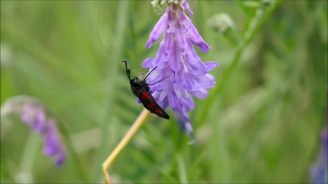 Widderchen sammelt Bl&uuml;tenstaub von einer Blume
