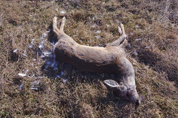 dead roe deer on spring field after wintering