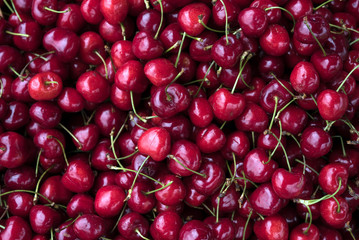  Cherries from the home garden