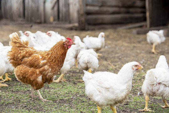 White adult broilers and red chicken are walking