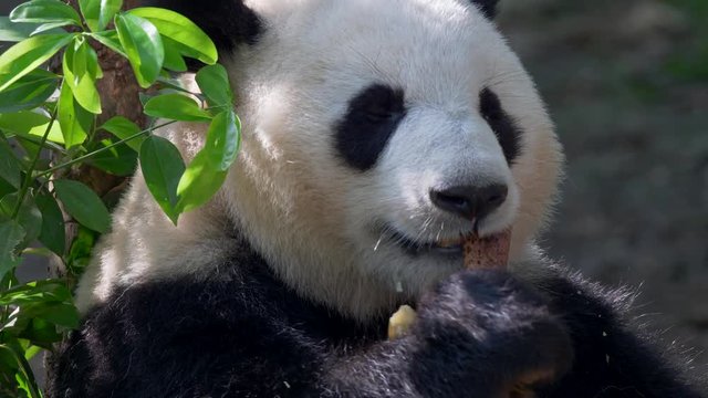 Giant Panda eating bamboo. 4K, UHD