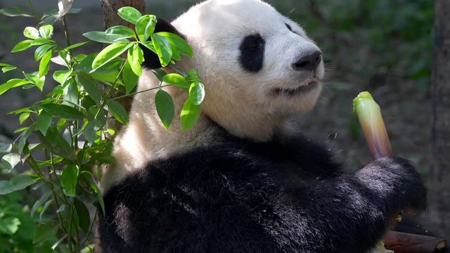 Giant Panda eating bamboo. Chengdu, China.