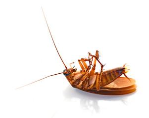 Cockroach isolated on white background