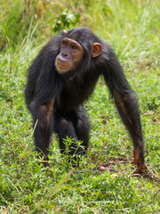 Chimpanzee consists of two extant species: the common chimpanzee and the bonobo. Together with humans, gorillas and orangutans they are part of the family Hominidae (the great apes). (Pan troglodytes)