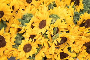 Beautiful sunflowers growing in the field
