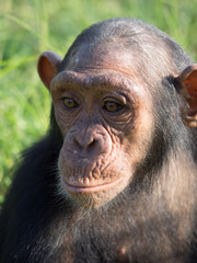 Chimpanzee consists of two extant species: the common chimpanzee and the bonobo. Together with humans, gorillas and orangutans they are part of the family Hominidae (the great apes). (Pan troglodytes)