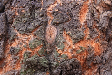  stunning texture of ancient wood