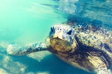 Papier Peint photo autocollant Tortue Sea turtle underwater at Hikkaduwa beach