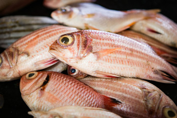 some fresh fish for sale at a local fish market in the south of india