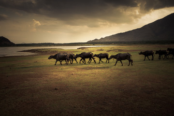 some water buffaloes are walking at sunset along a lakeside in the south of india