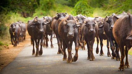 a flock of water buffaloes are walking down the road in the south of india