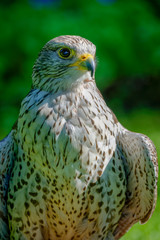 Gyrfalcons (Falco rusticolus) are the largest falcon species. They are living in arctic regions of...