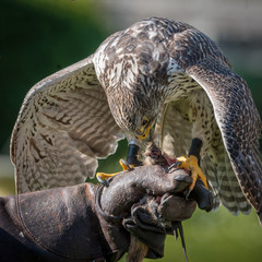Gyrfalcons (Falco rusticolus) are the largest falcon species. The bird is sitting on the fist of...